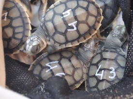 Project-Turtle-5 Project-Turtle-5