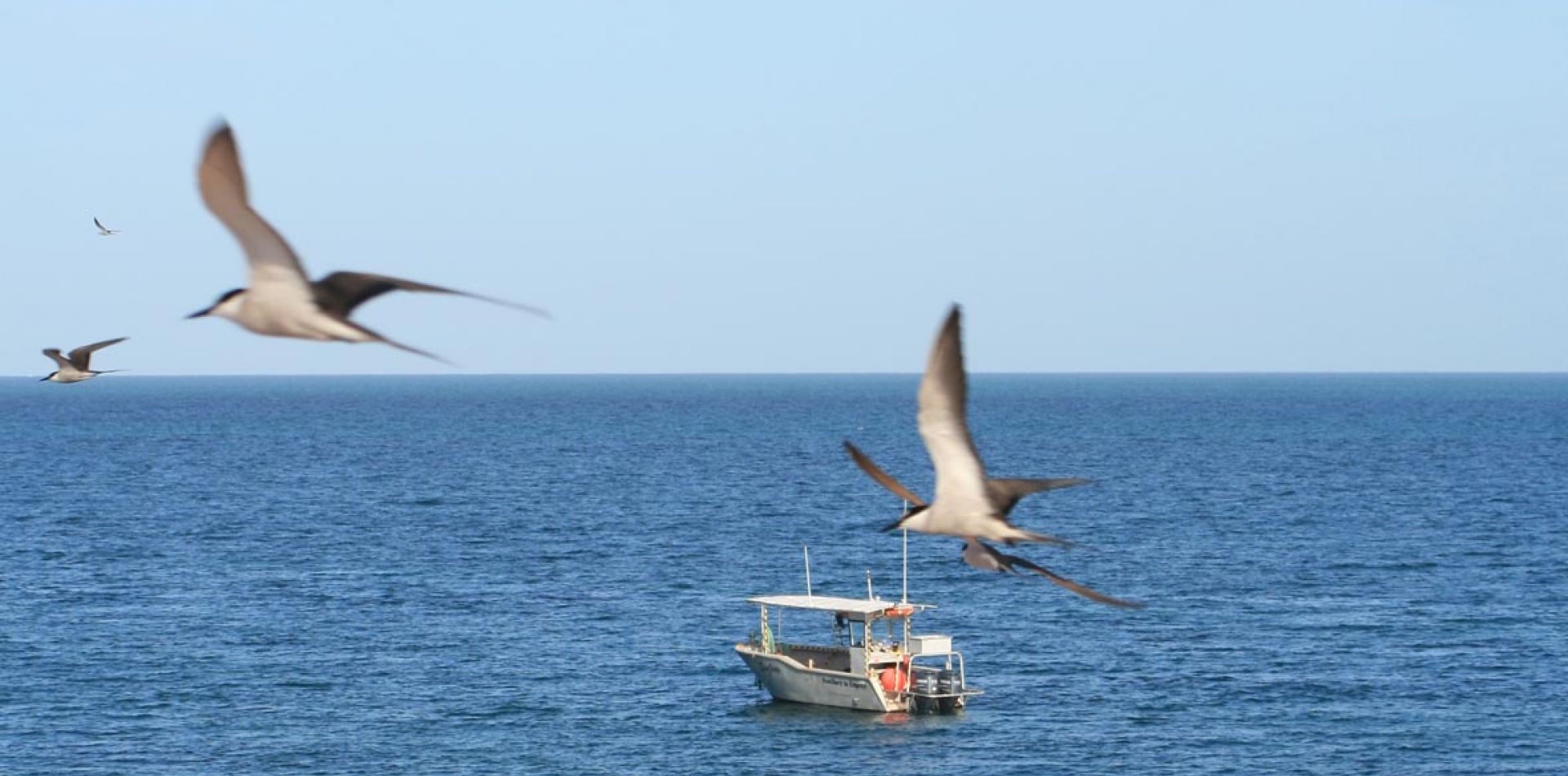 Environmental-Seabird-Survey Environmental-Seabird-Survey