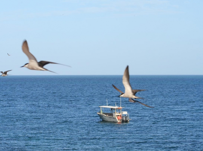 Environmental-Seabird-Survey Environmental-Seabird-Survey